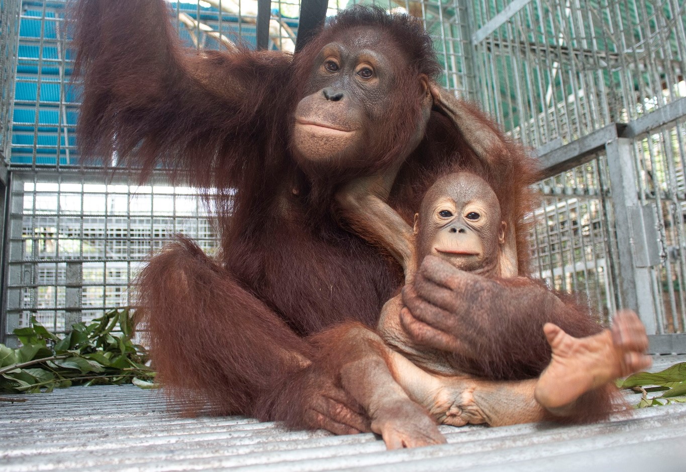 Забавный шимпанзе как правильно. Орангутанг. Калимантанский орангутан детеныш. 2 Орангутана. Обезьяна орангутанг.