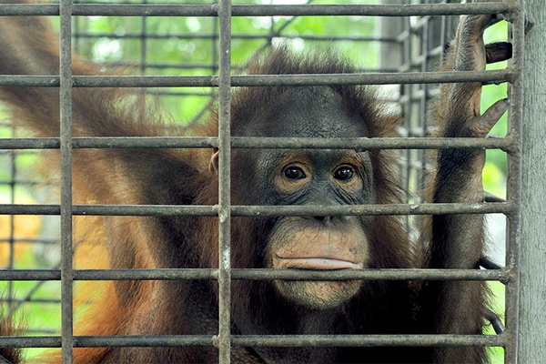 Help us provide safety for orangutans!